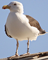 7095jp36.jpg (66909 bytes)